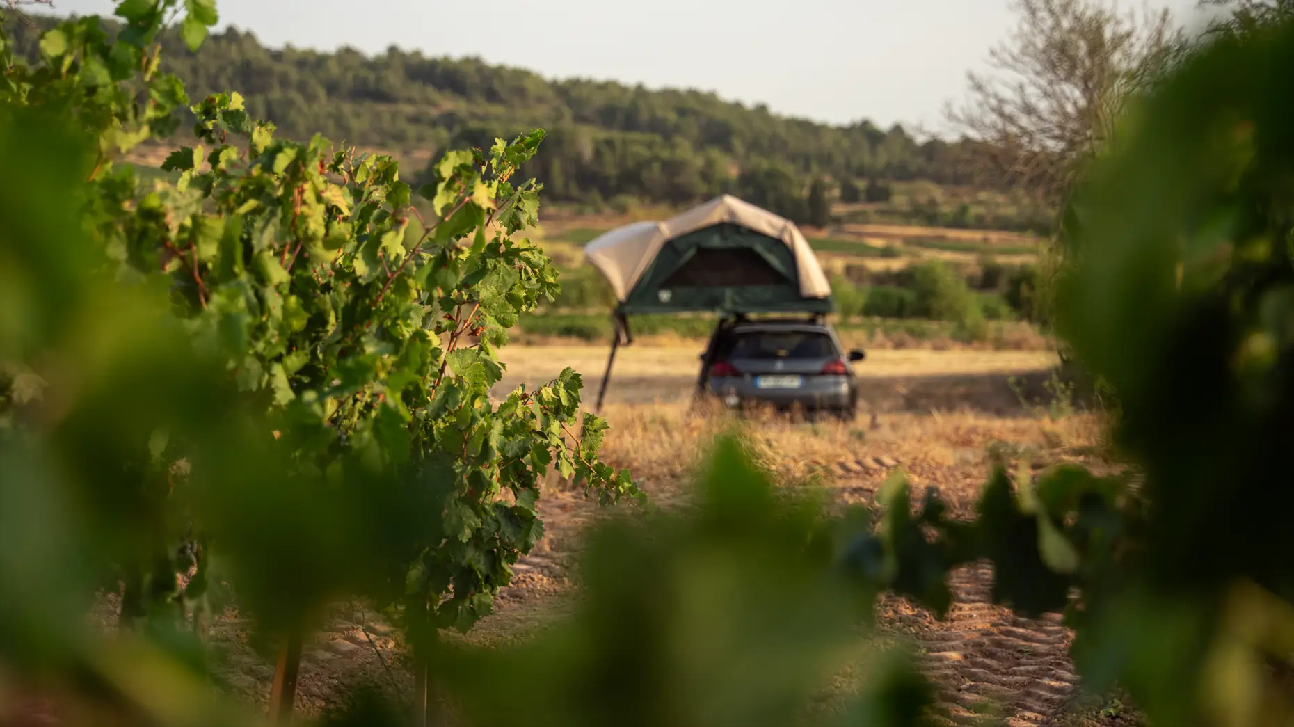 Les vieilles vignes