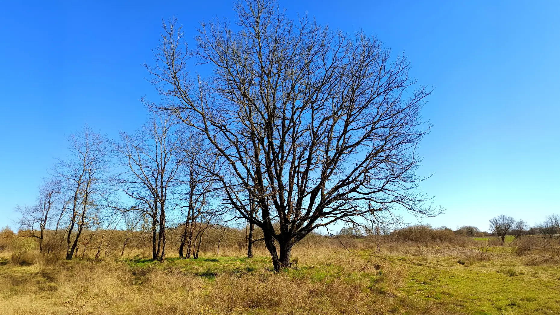 Le refuge du renard