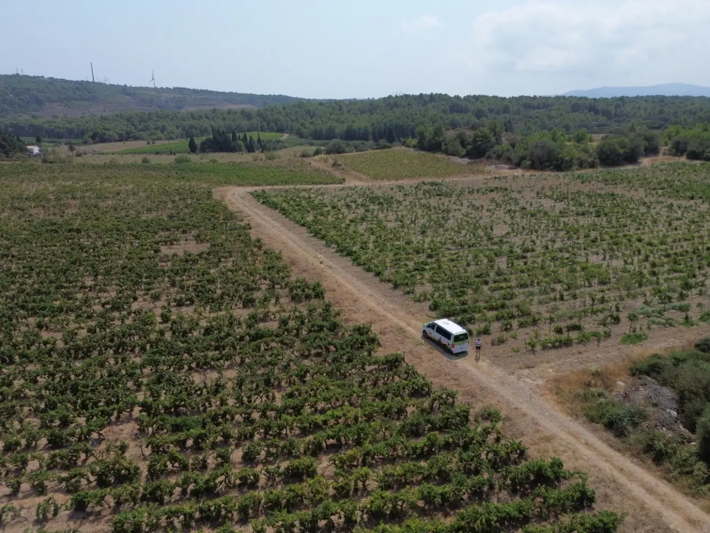 Les vignes de Gérard
