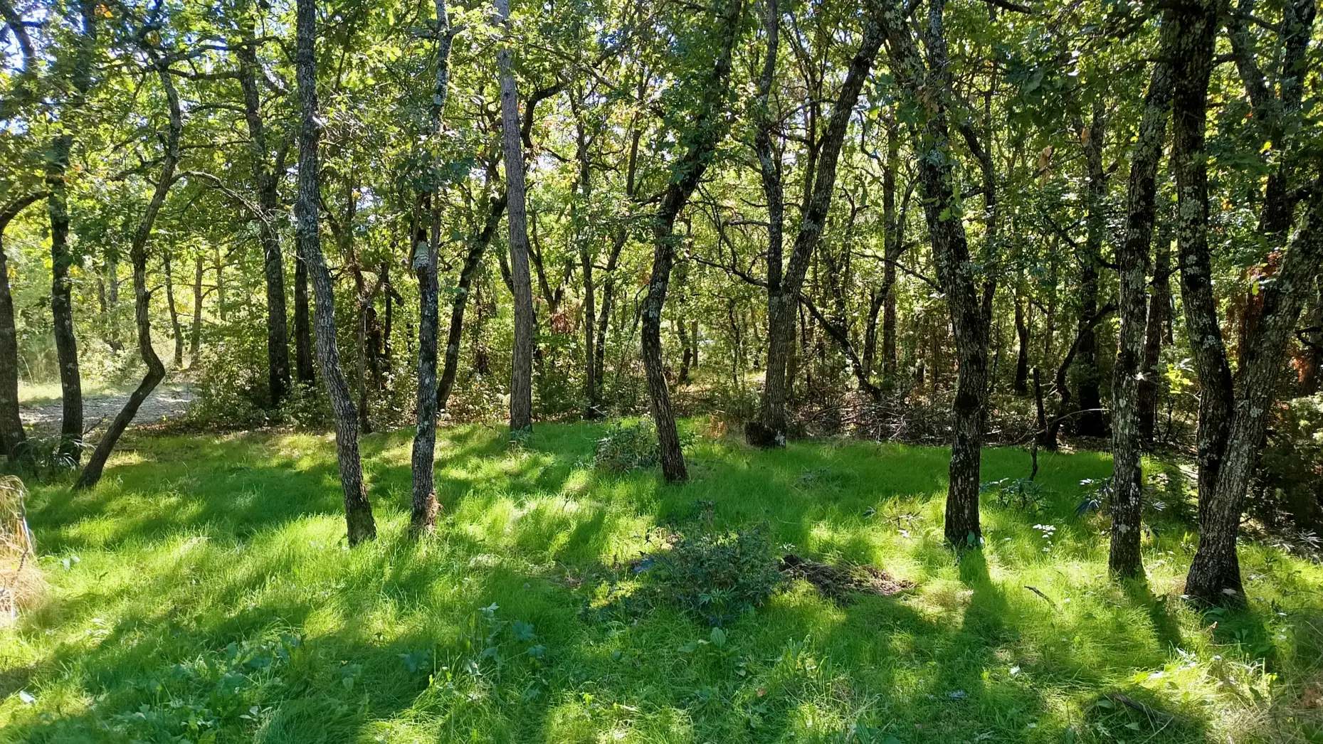 Sous les arbres d'Aiglun