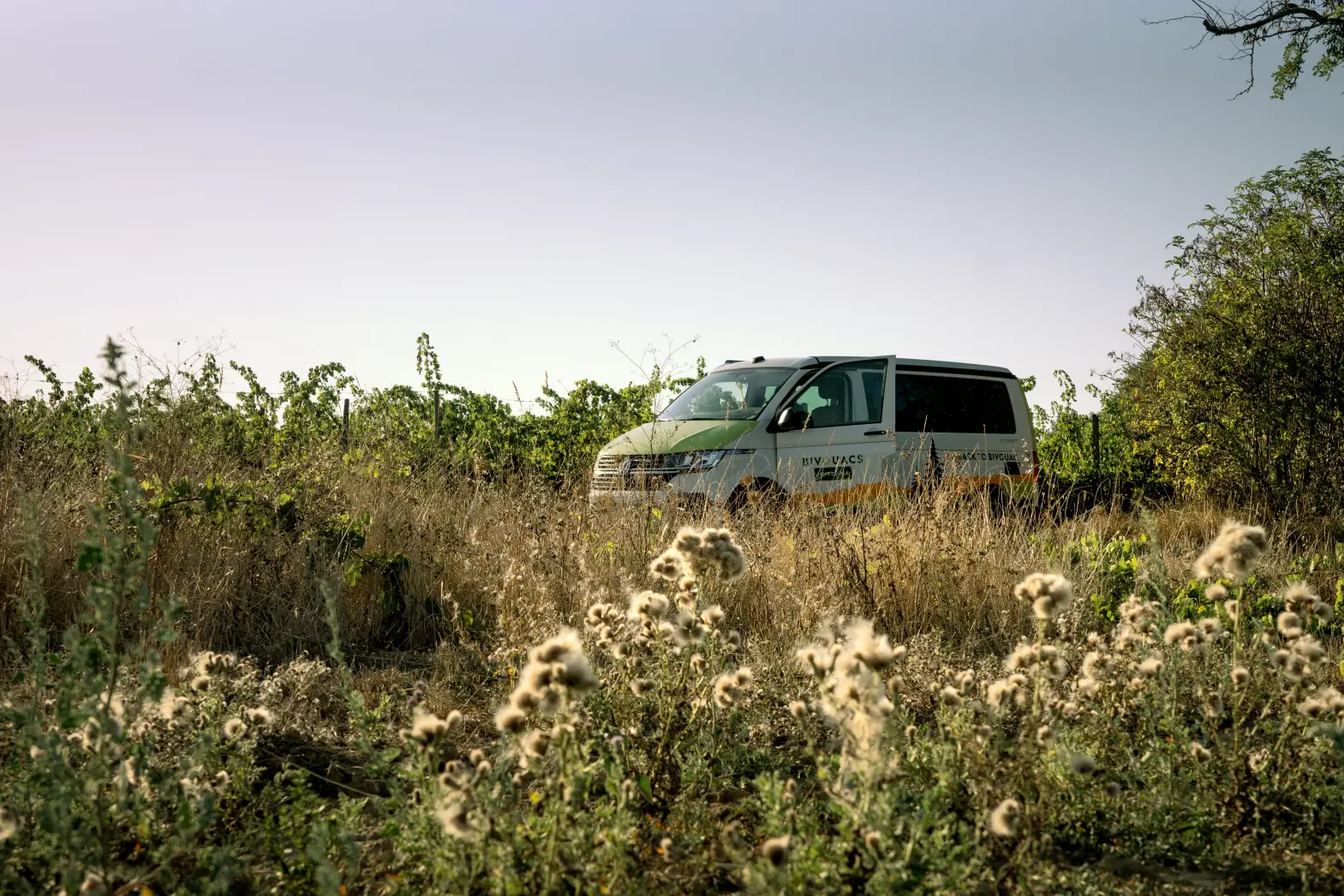 Les Vignes Falgueyret #4