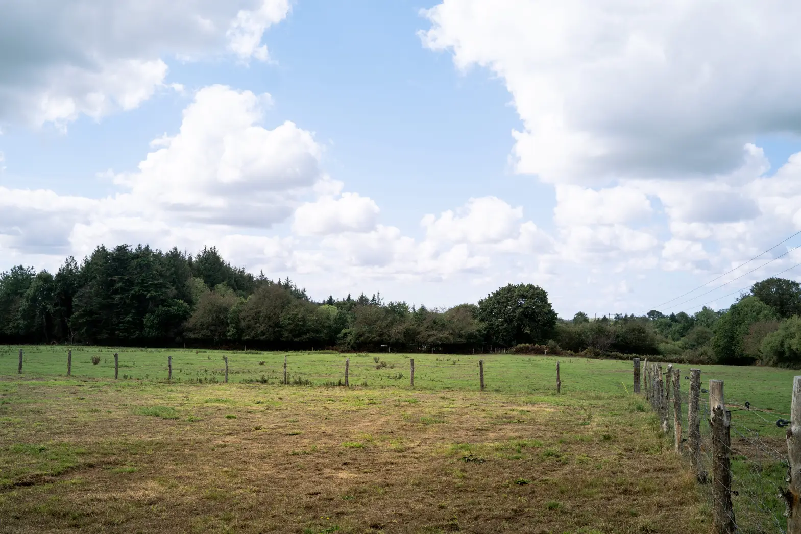 La forêt et les vaches #4