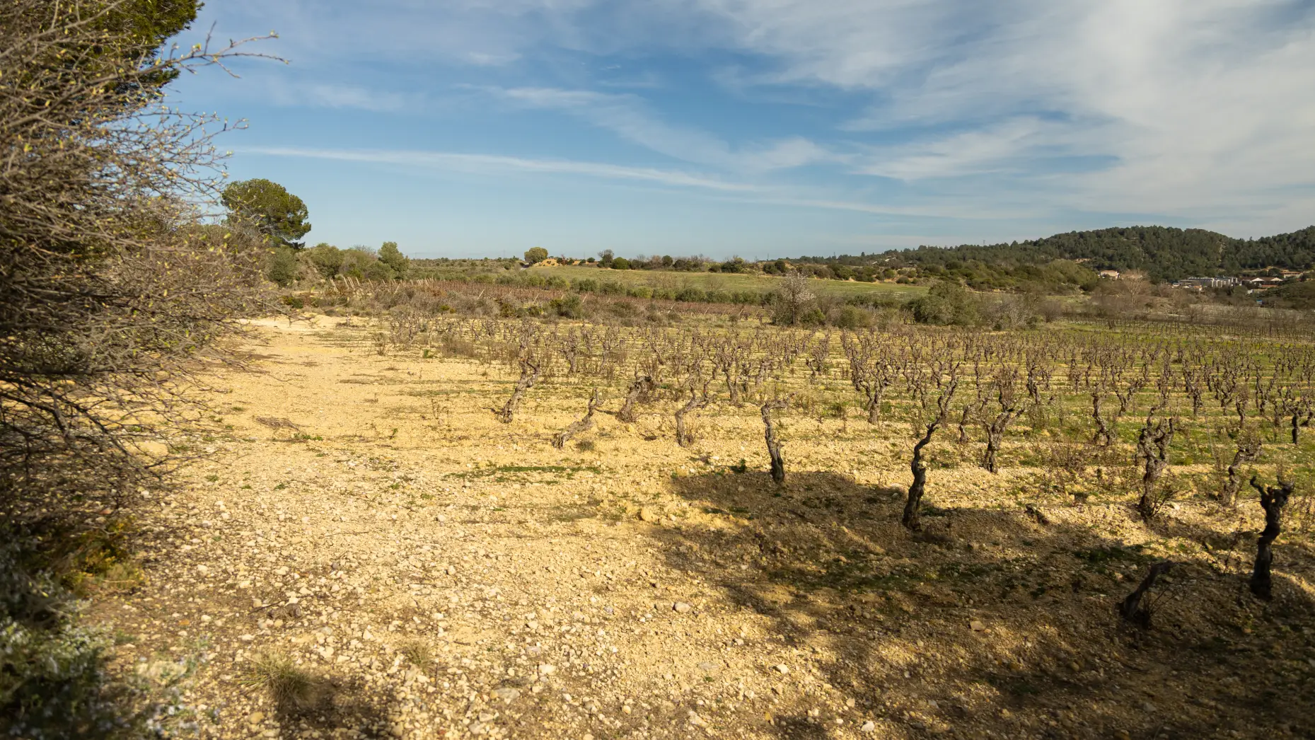 Entre vignes et oliviers
