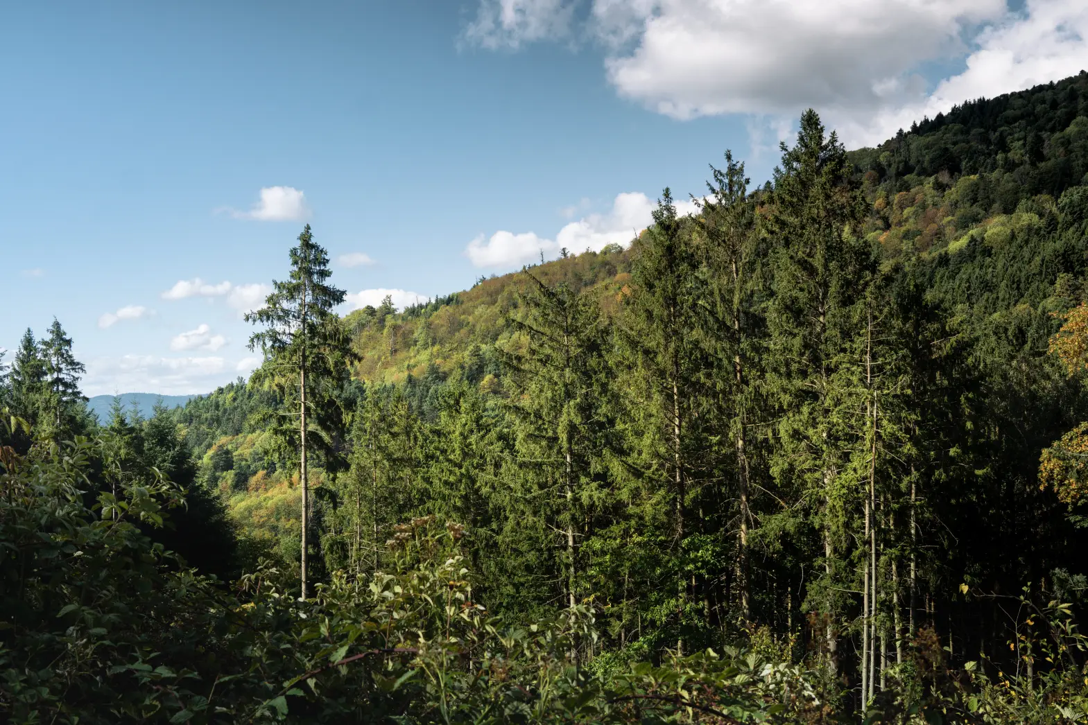 L'Orée des Vosges