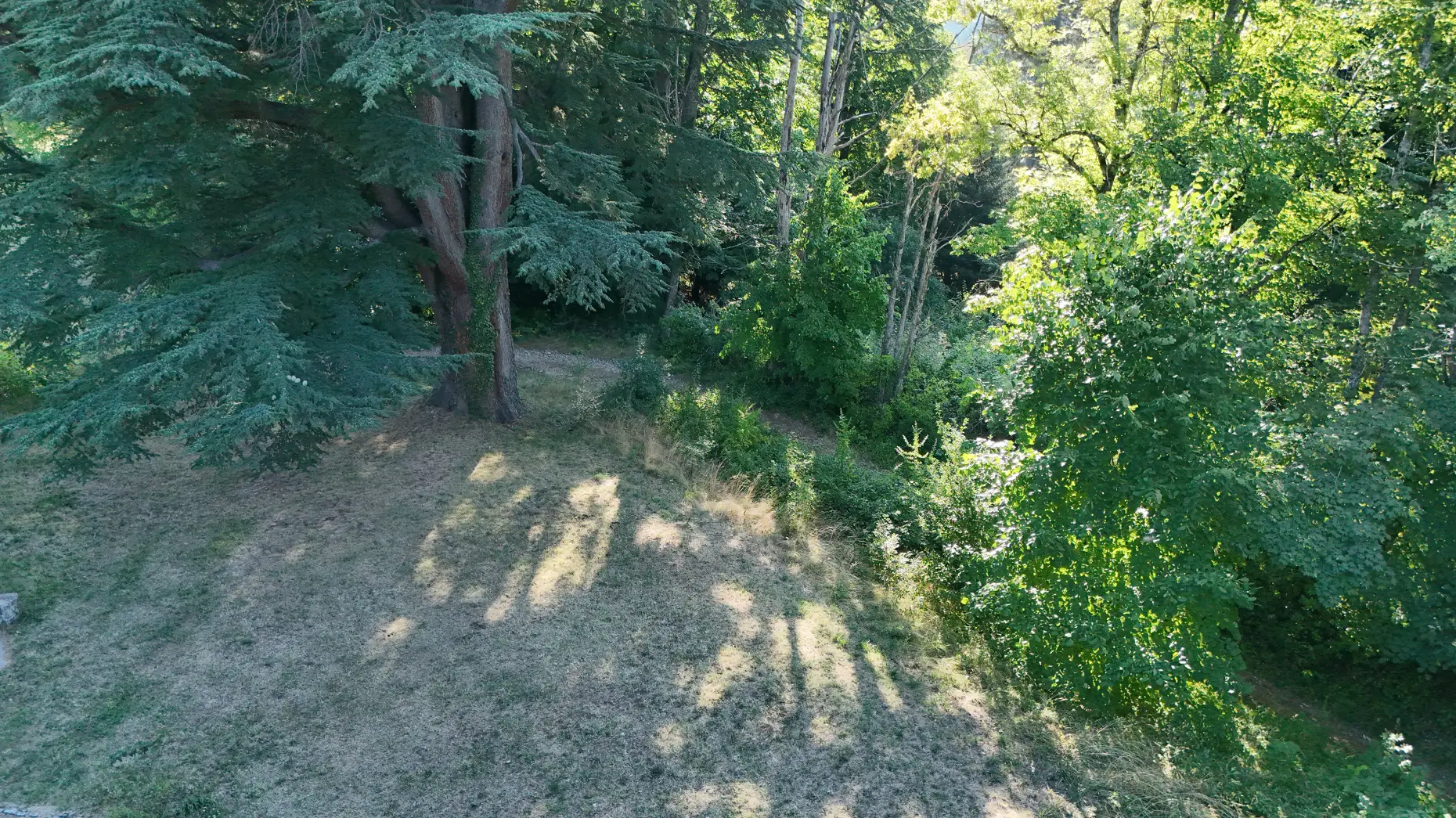 À l’ombre du grand cèdre #4