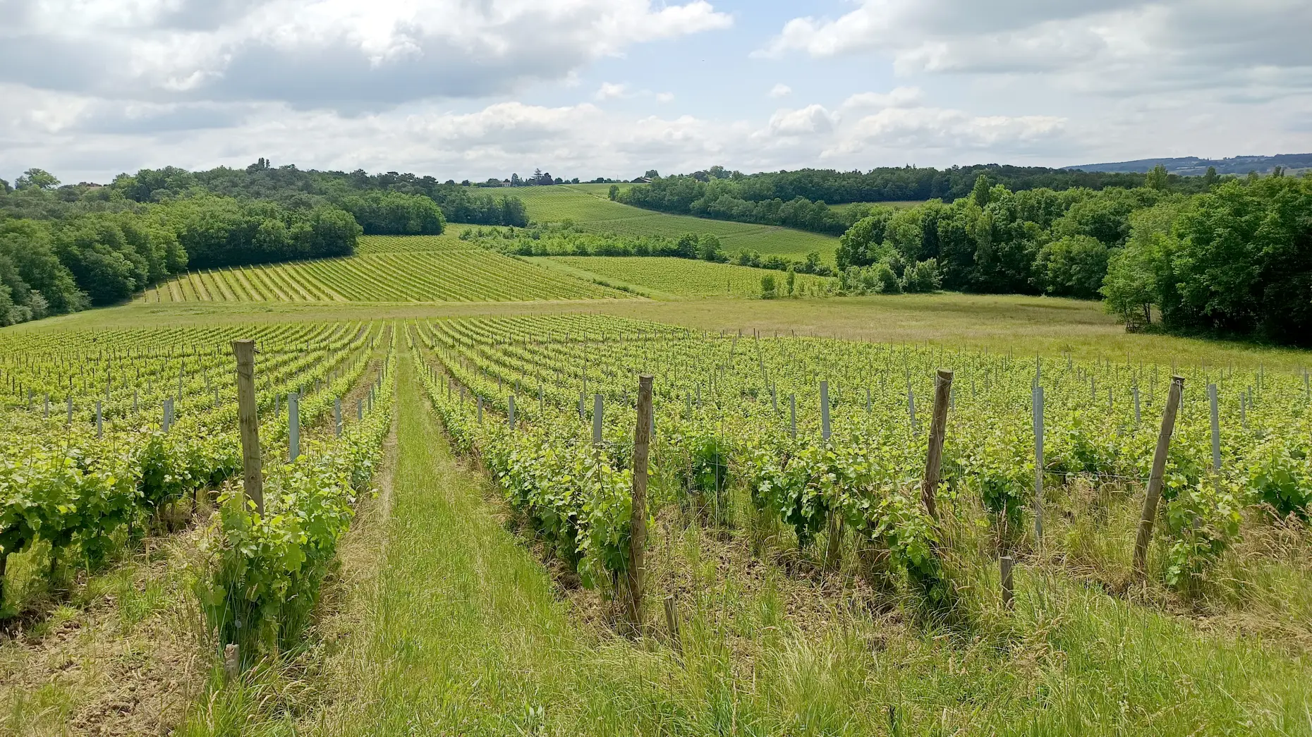 Les vignes de Lavaud 2 #4