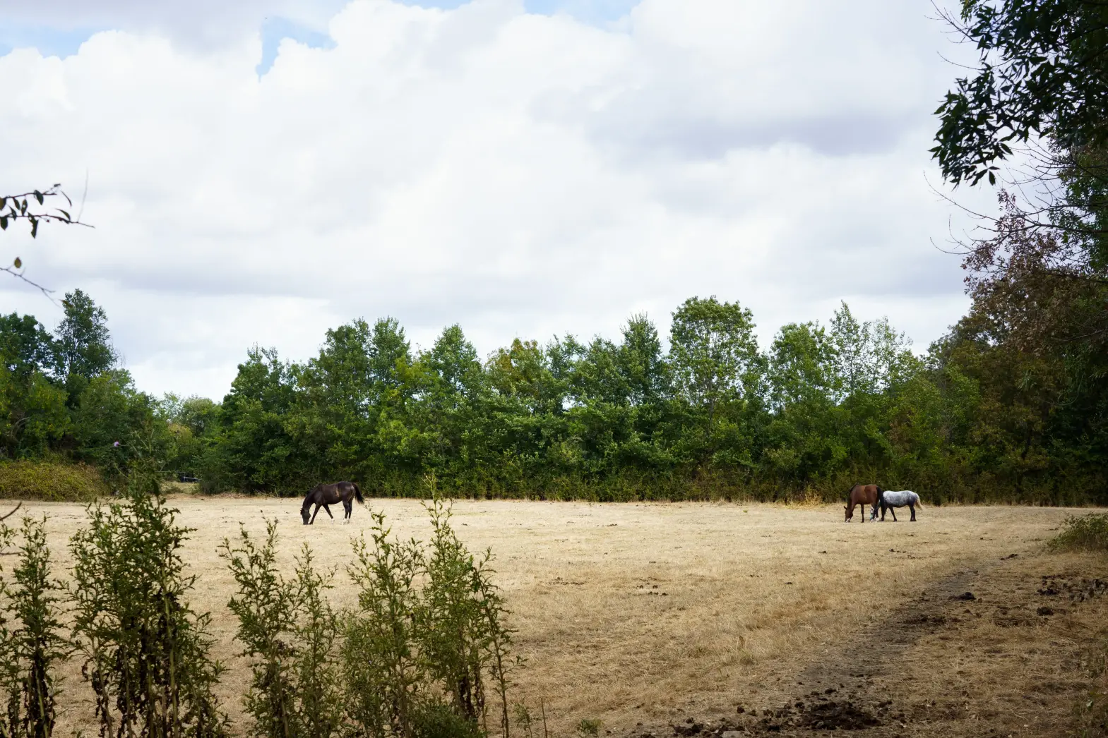A l'orée des marais #4
