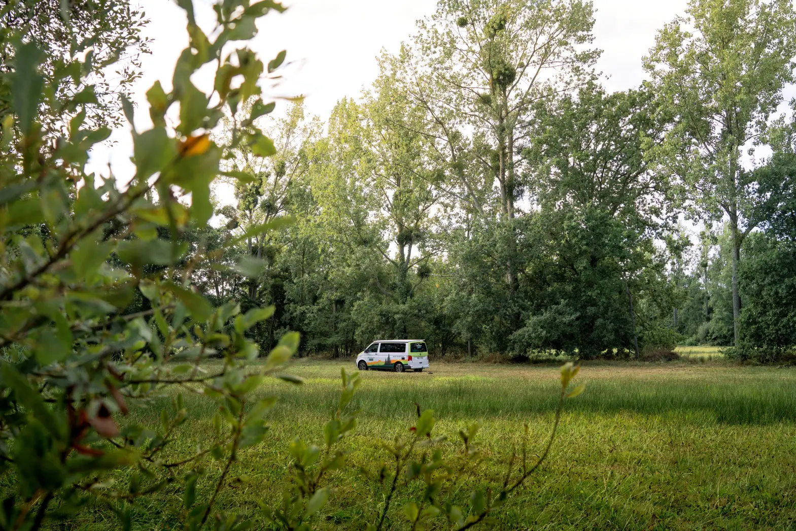 Clairière de la Forêt Enchantée