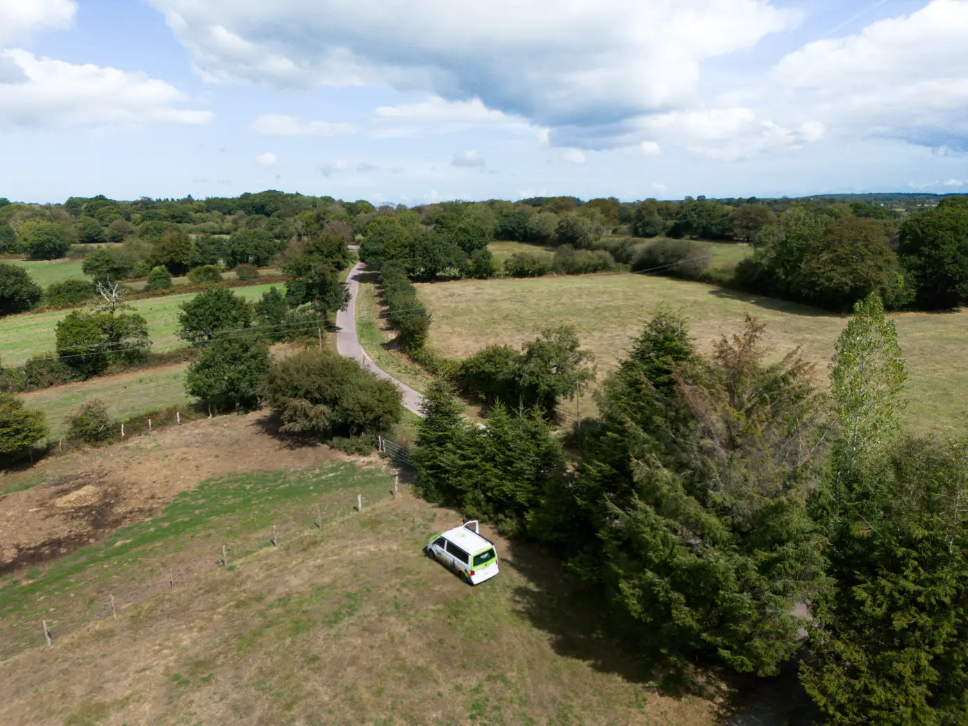 La forêt et les vaches