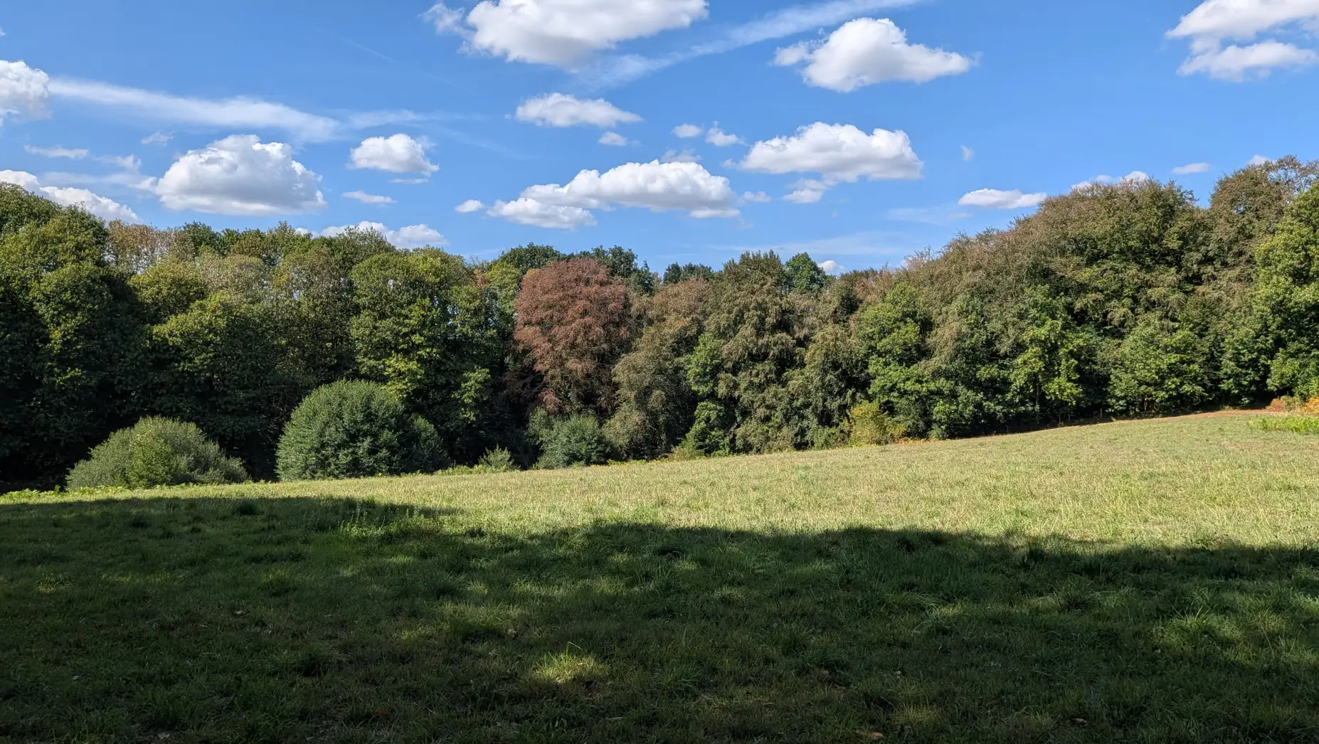 La clairière de la Manche