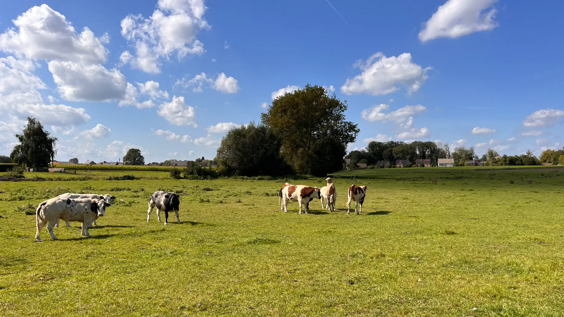Le pré aux vaches