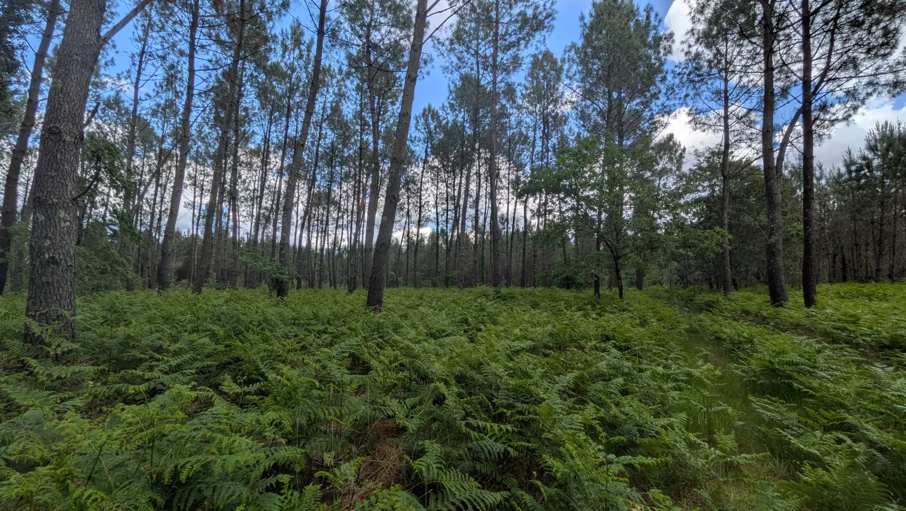 L'Îlot des Chênes #4