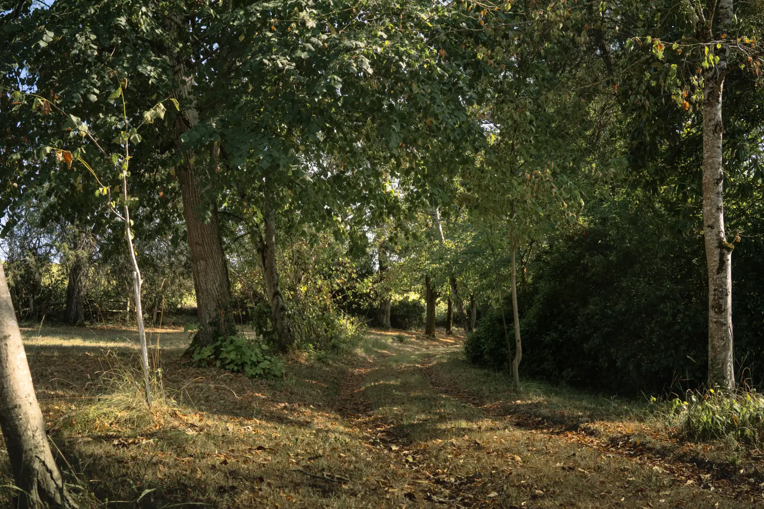 Le Bois du Château #5