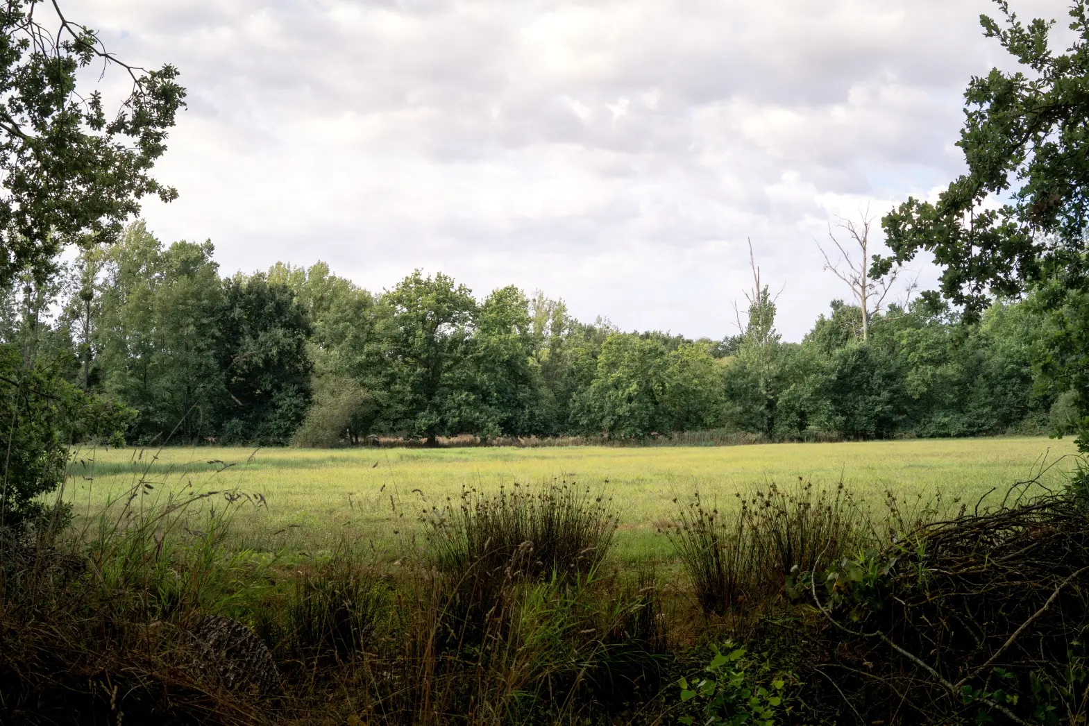 Clairière de la Forêt Enchantée #4