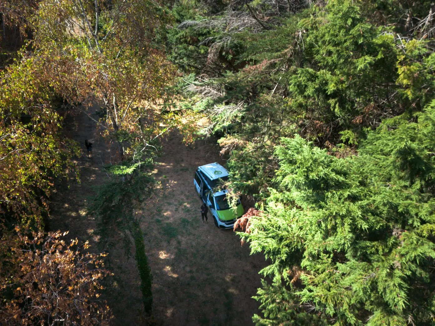L’abri des grands arbres #4