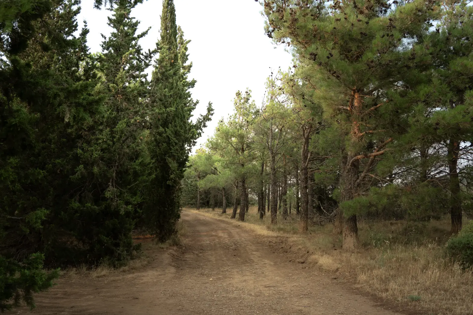 Corbières #4