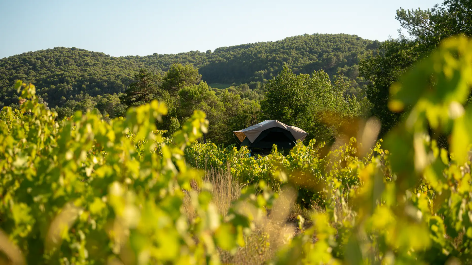 Carignan de Malmont
