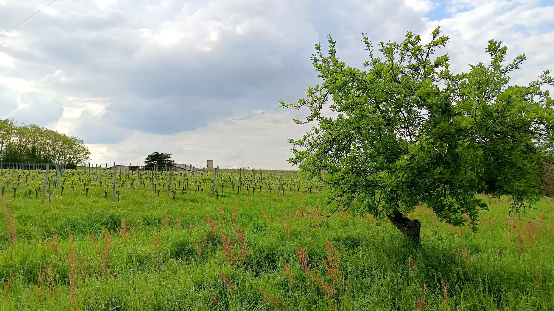 Les prunes de Fonfroide