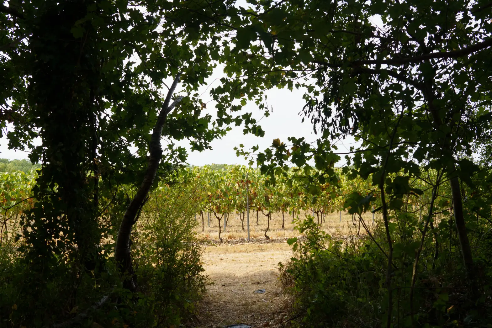 La douceur #6