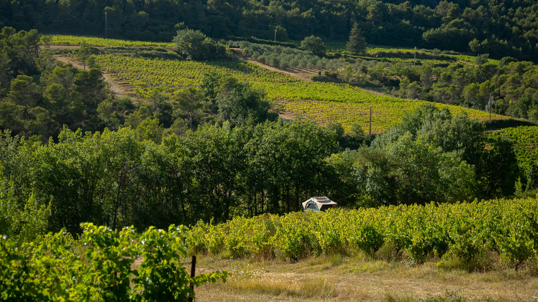 Carignan de Malmont