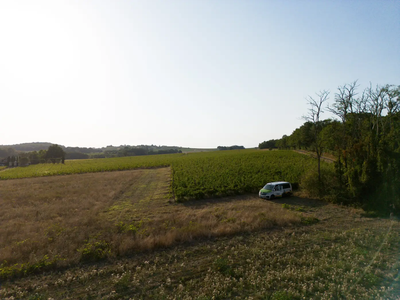Les Vignes Falgueyret #5