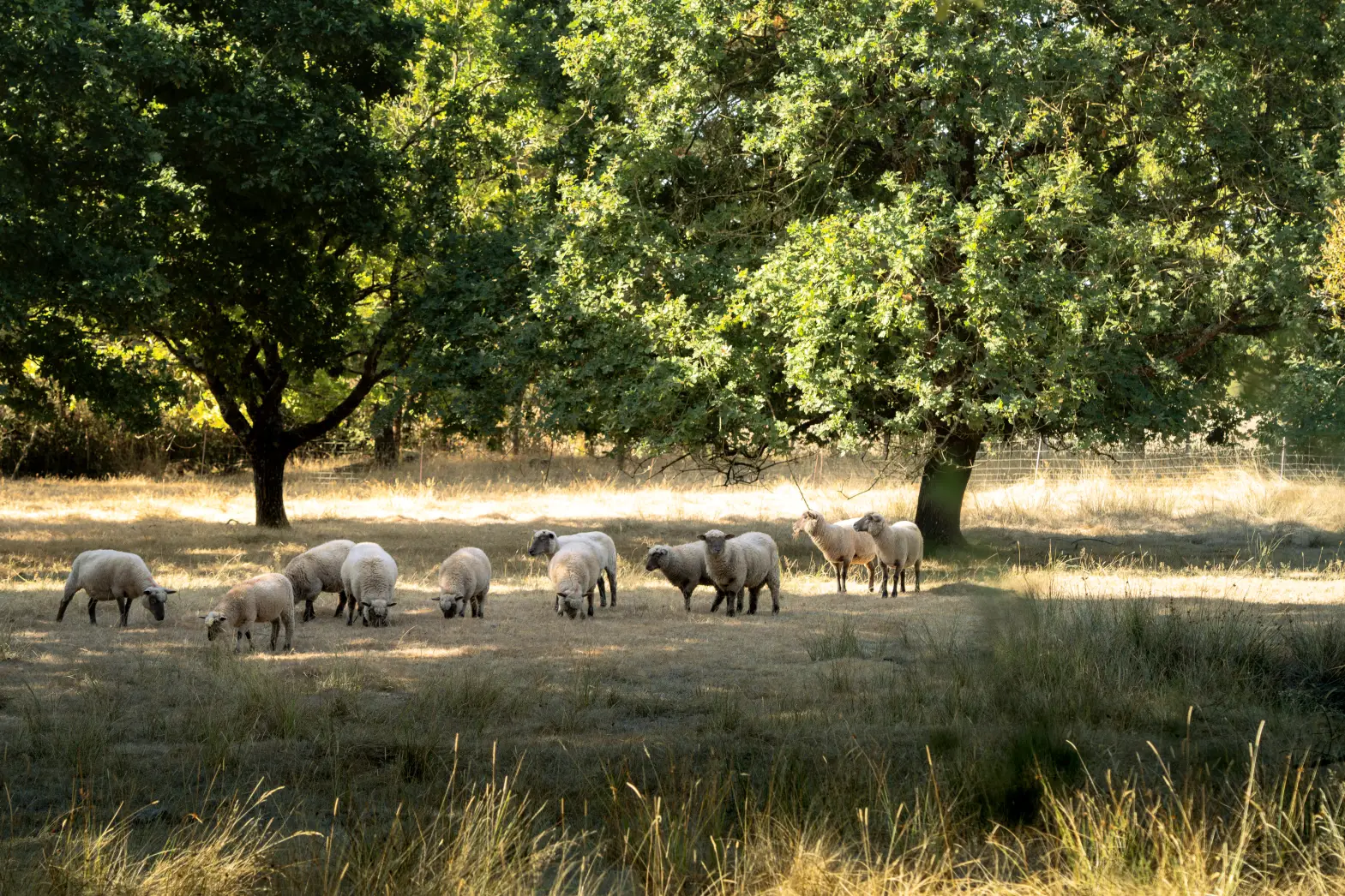 Le Pré aux Moutons