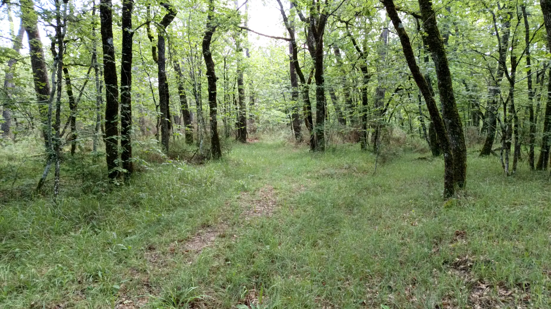 Dans la forêt de Lavaud