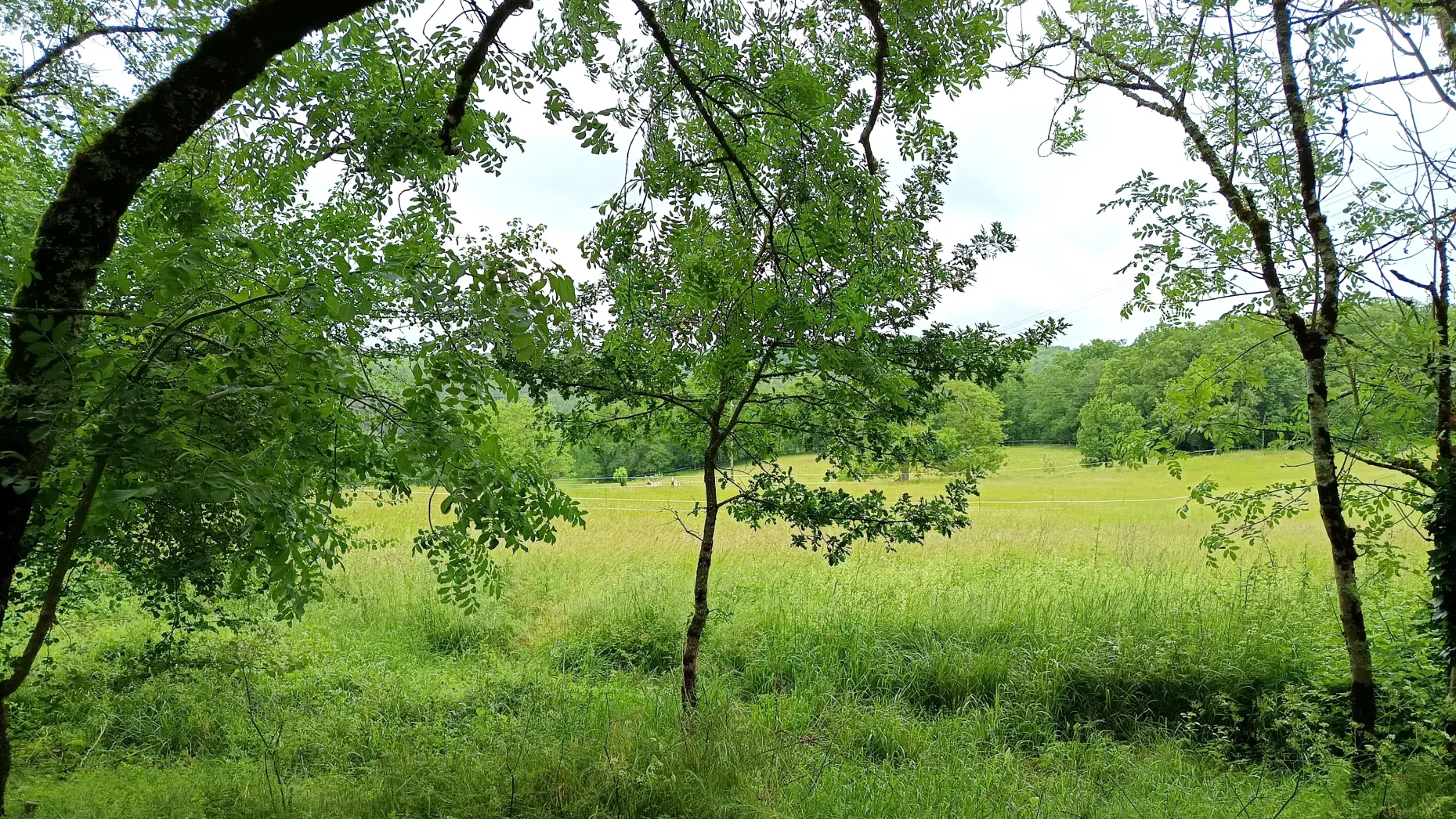 Sous l'arbre