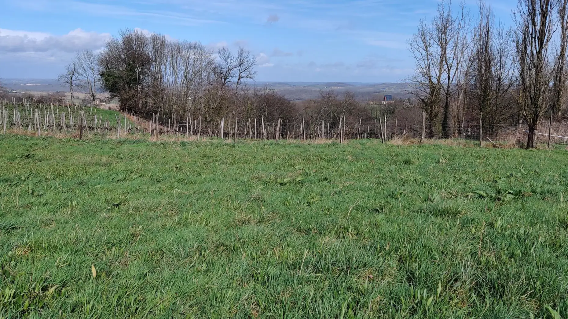 Entre moutons et vignes