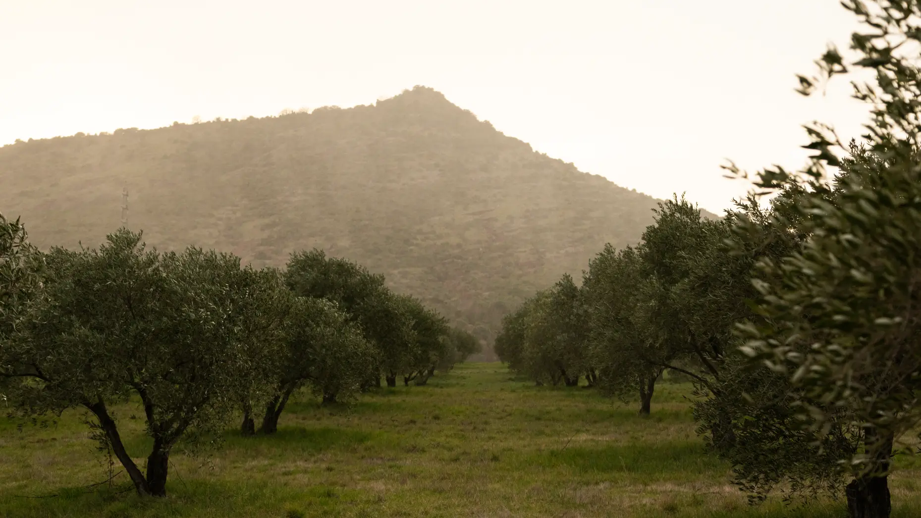 Milolives #5