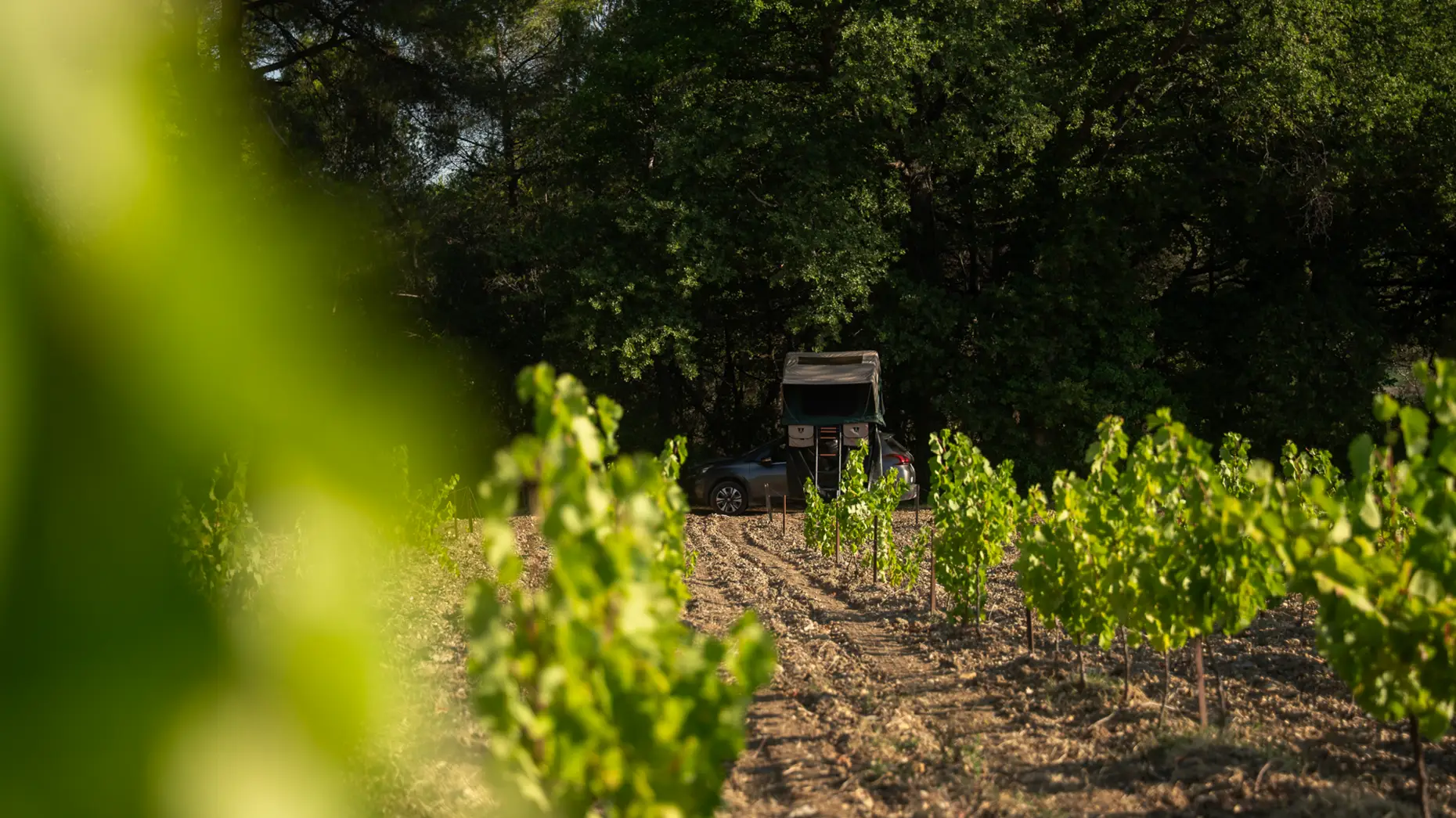 Le chemin des vignes #7