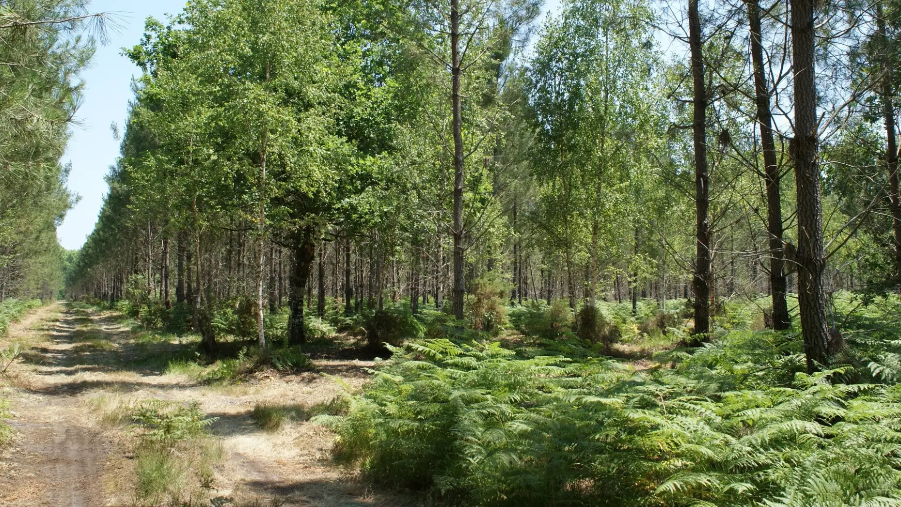 La forêt des Landes