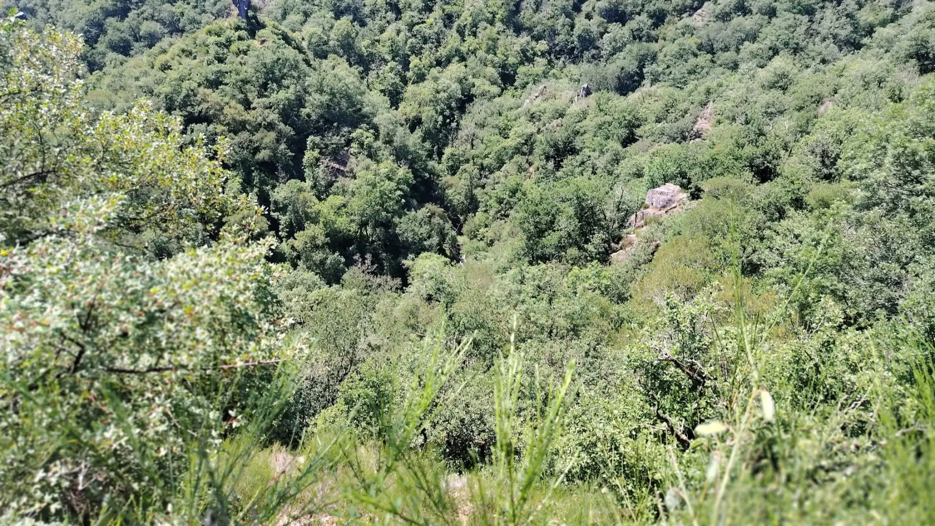 Le Sous-Bois du Viaur