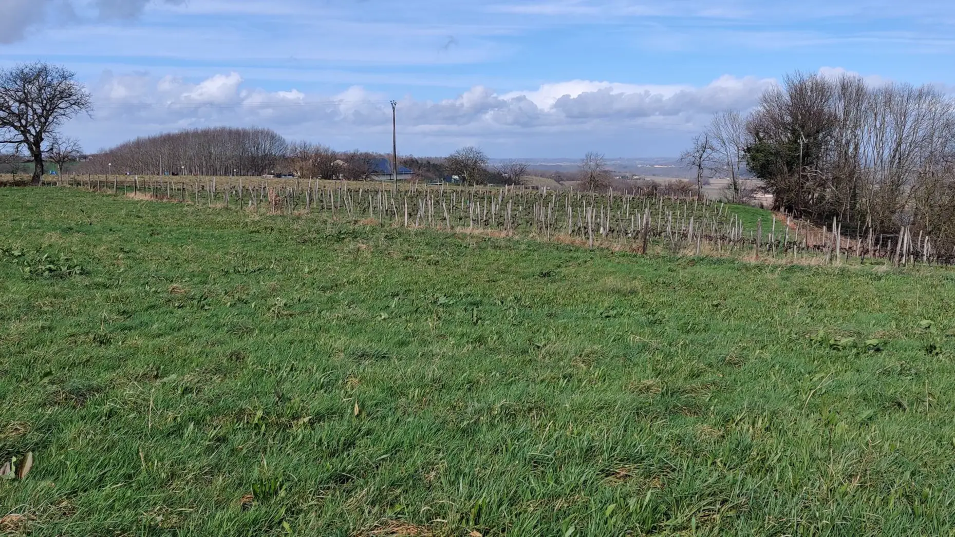 Entre moutons et vignes