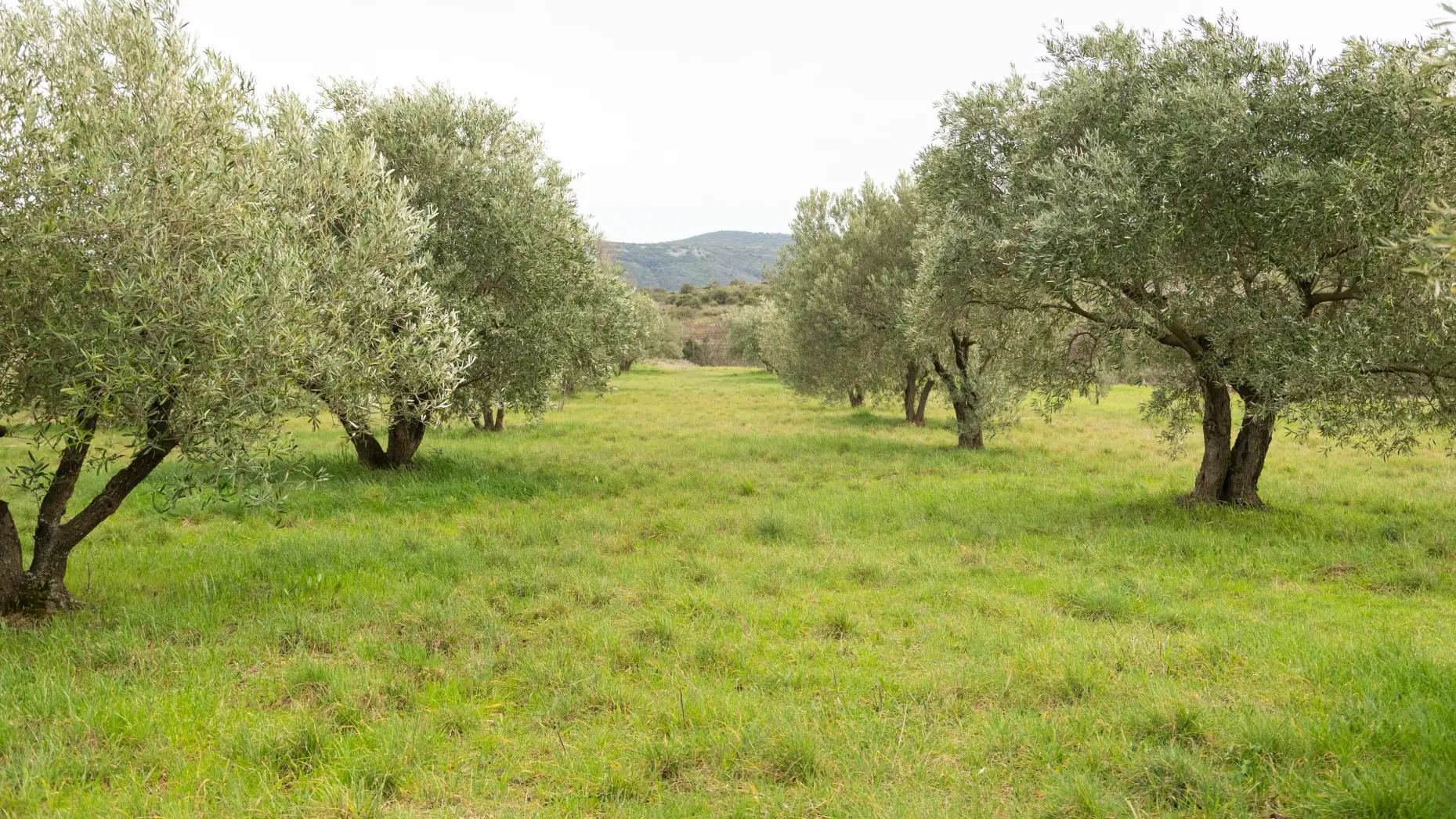 Milolives #4