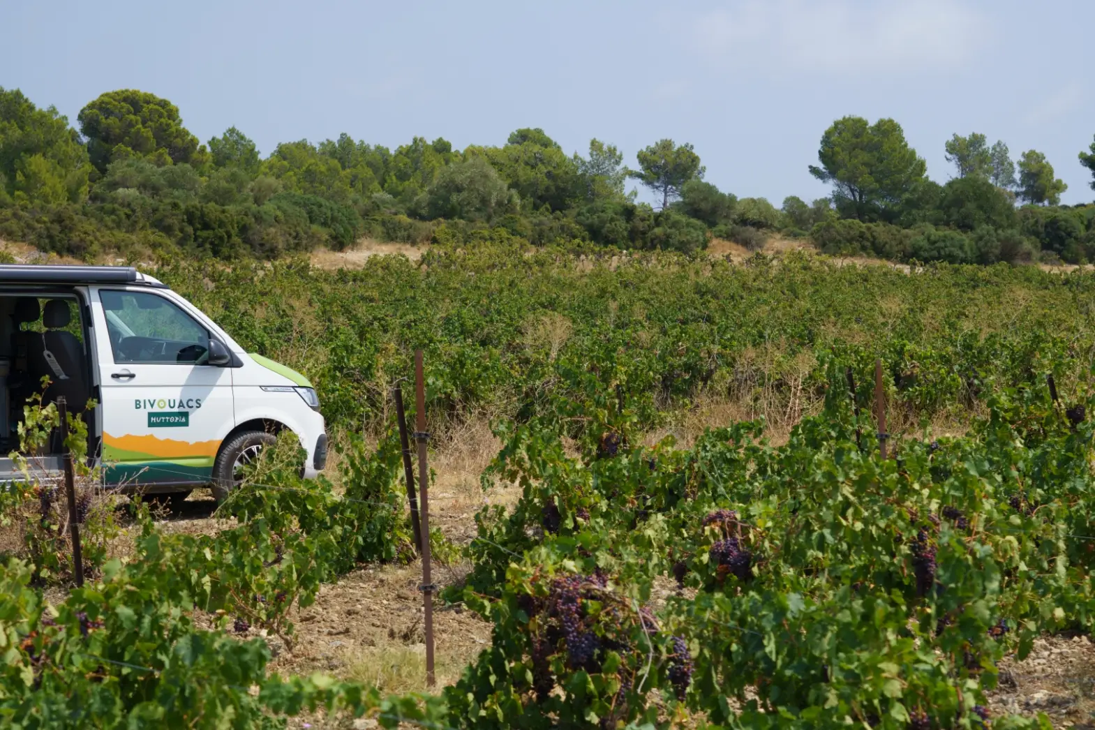Les vignes de Gérard