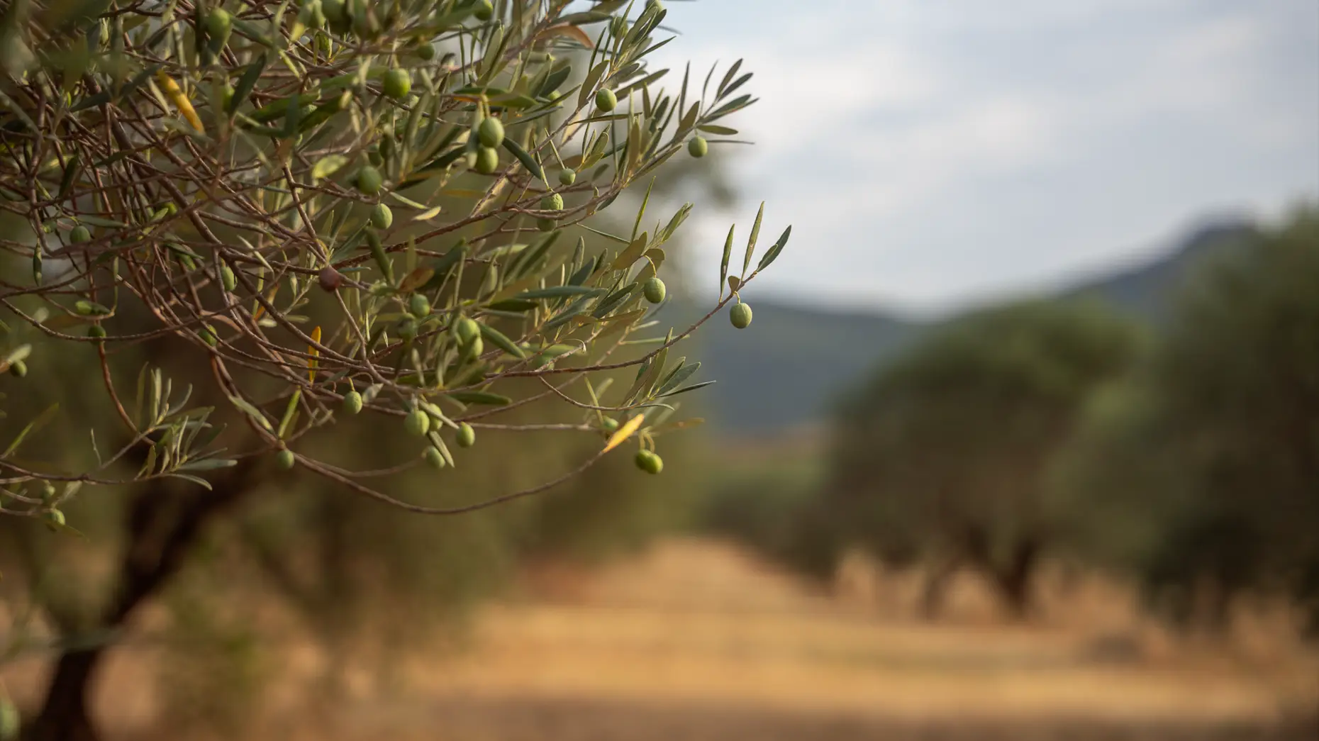 Milolives #8