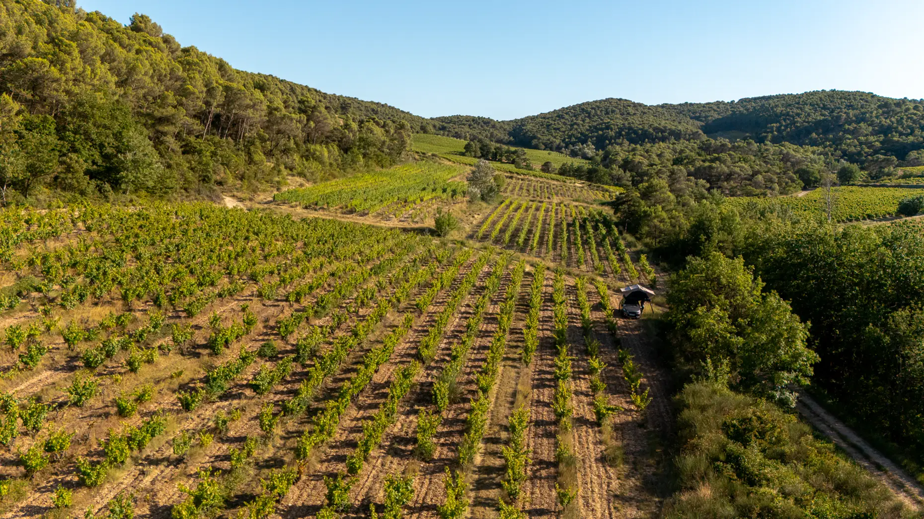 Carignan de Malmont