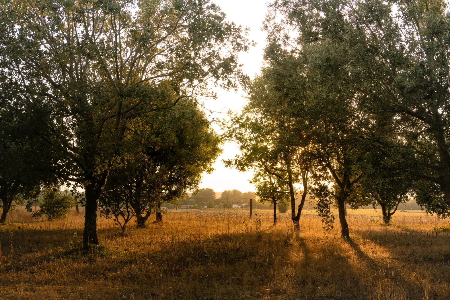 La truffière #4