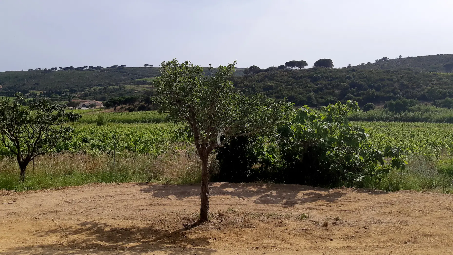 Domaine de la Tourraque