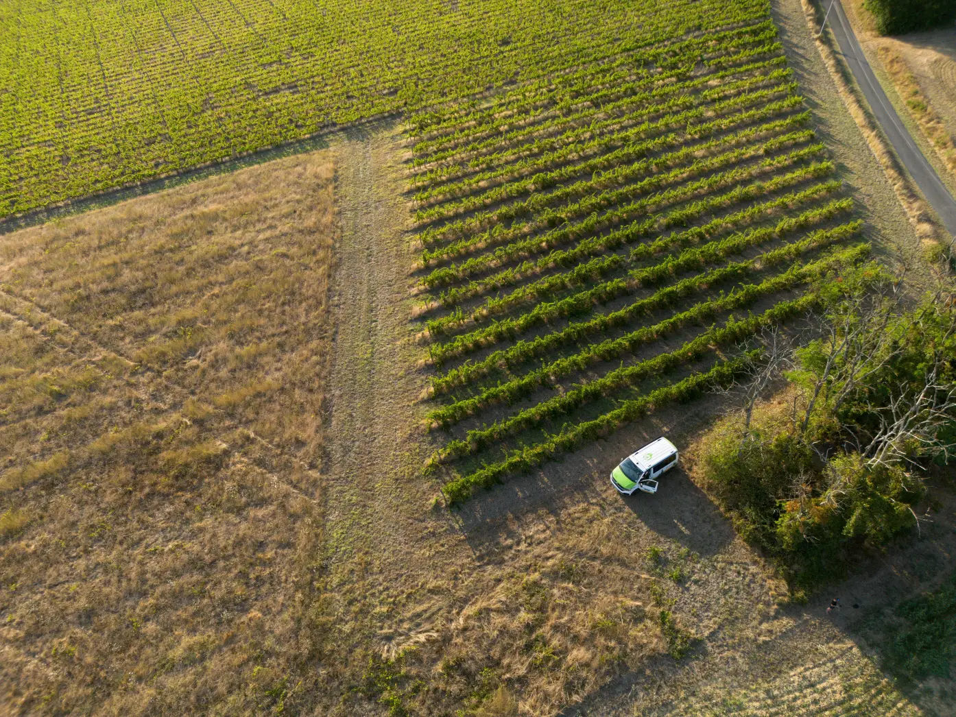 Les Vignes Falgueyret