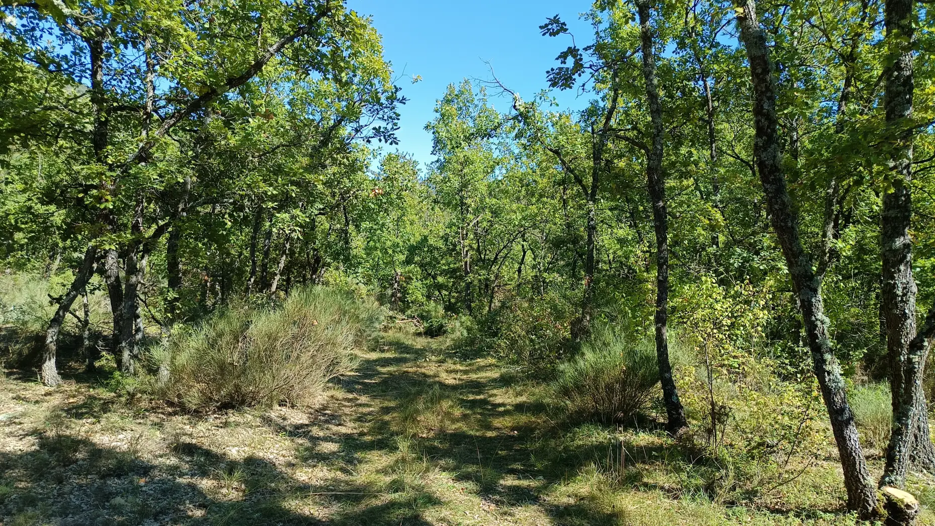 Sous les arbres d'Aiglun