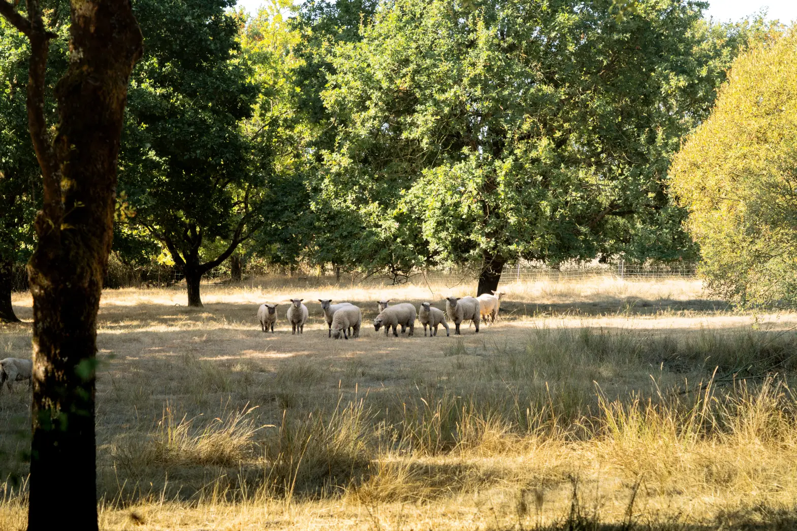 Le Pré aux Moutons #5