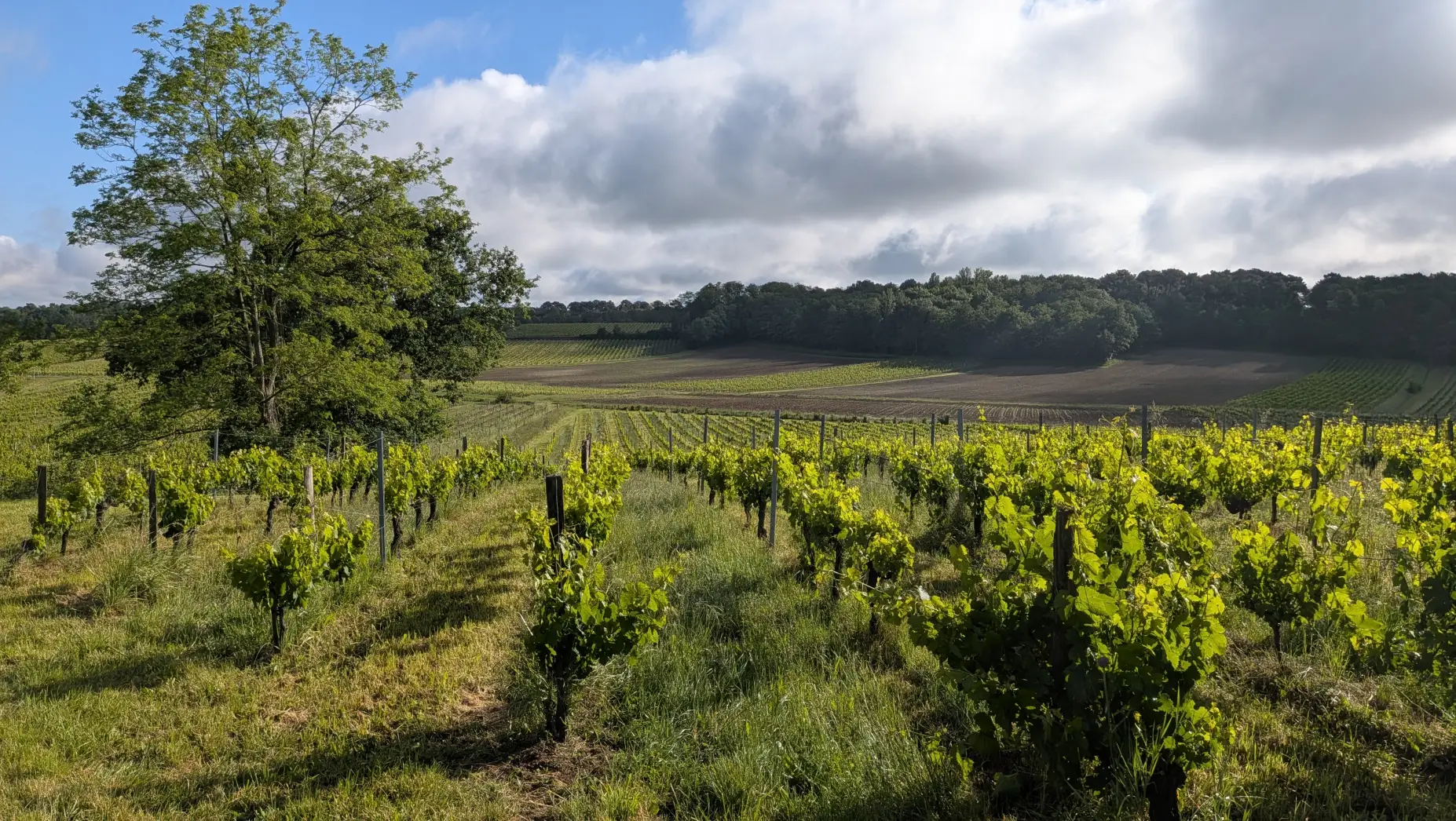 L'Escale vigneronne #7