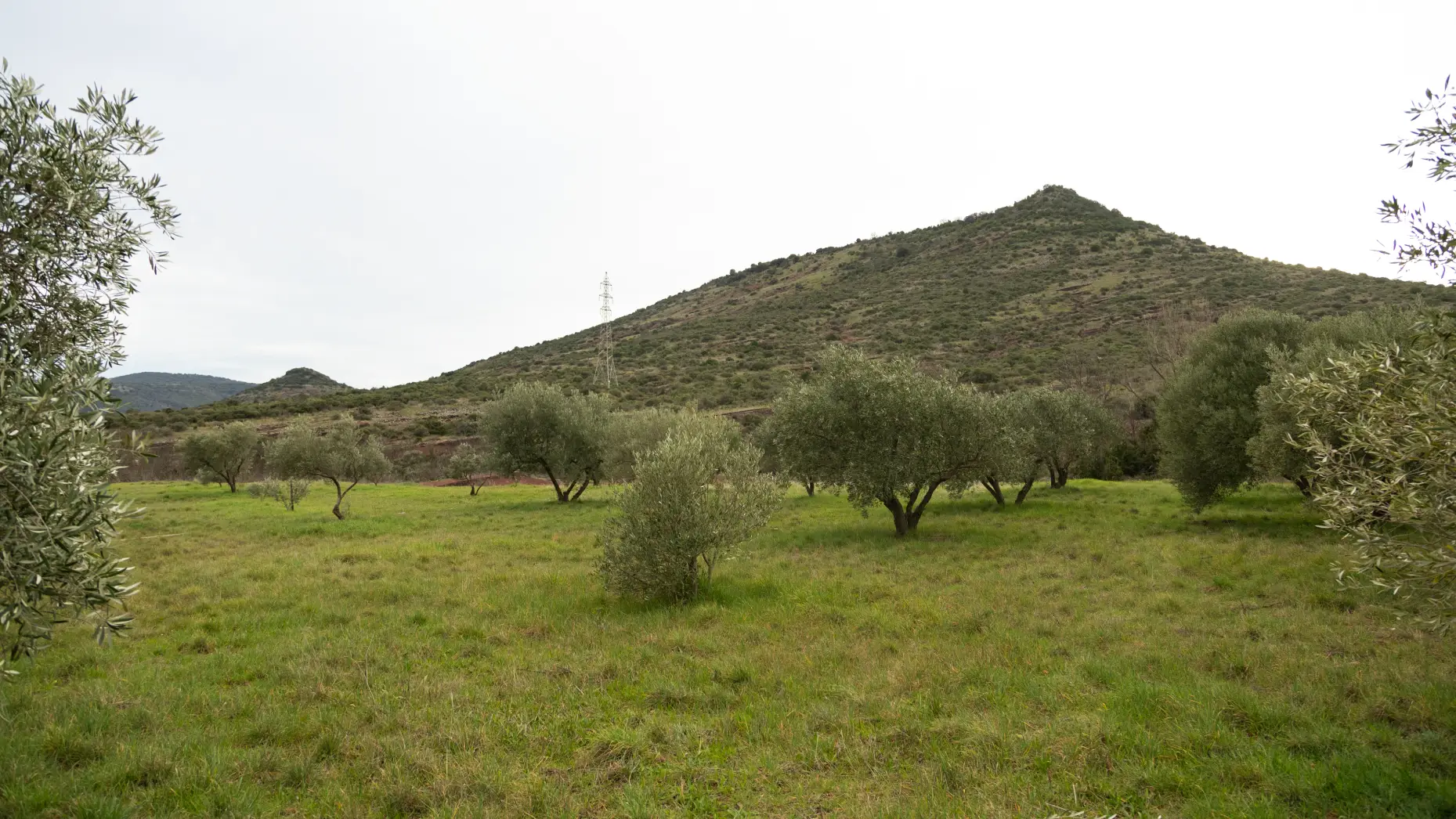 Milolives #6