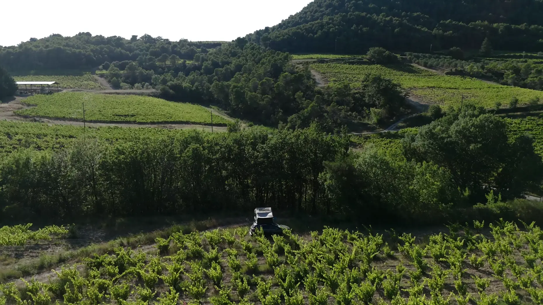 Carignan de Malmont #5