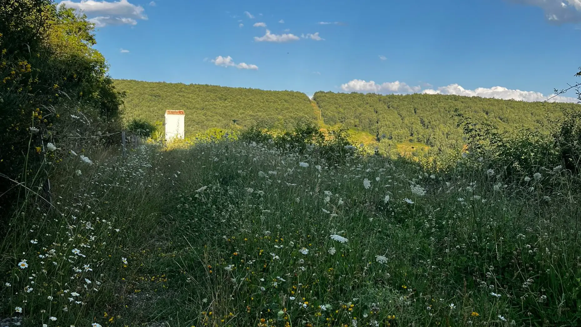 Campo Santo #8