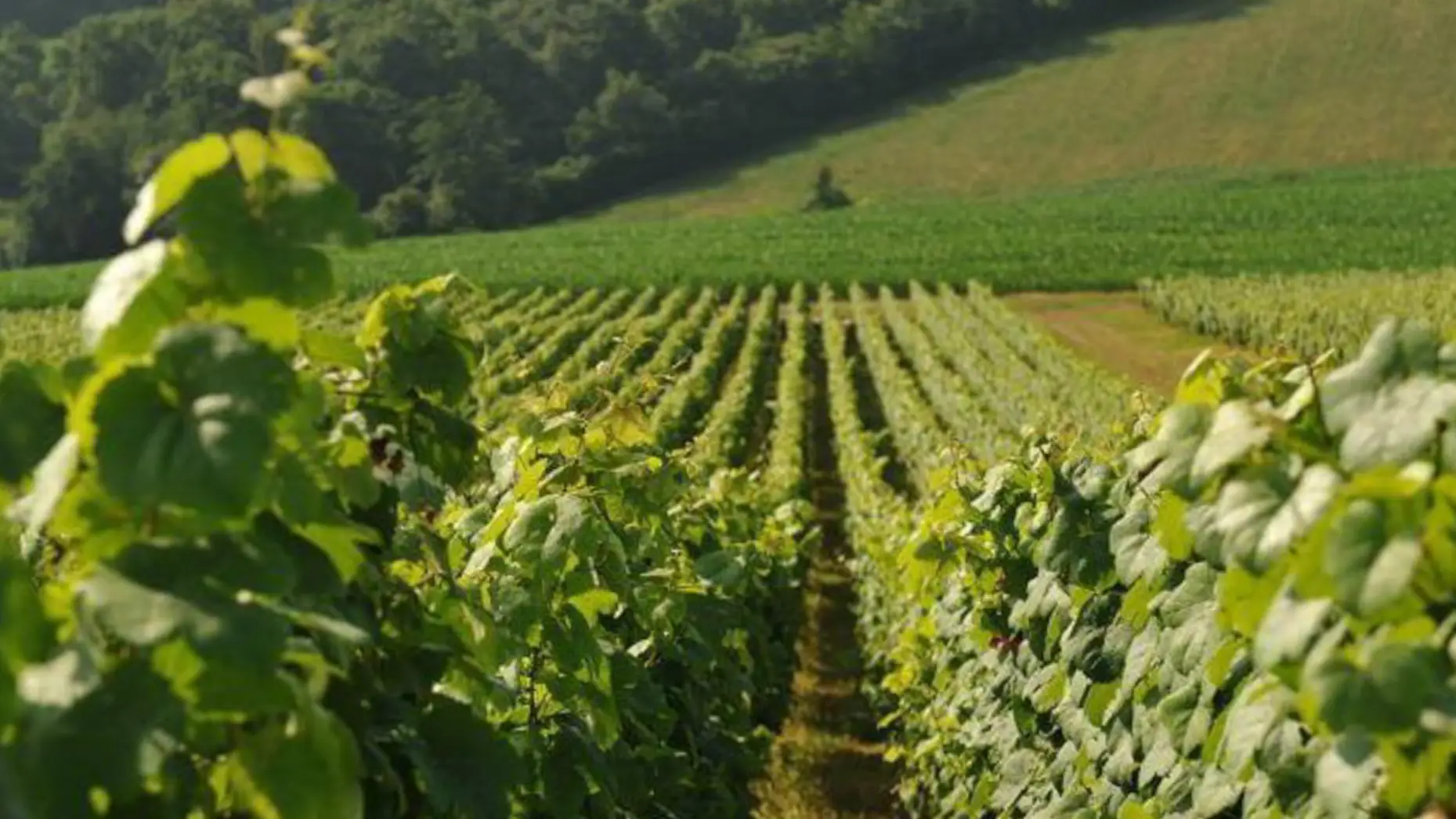 Entre moutons et vignes #5