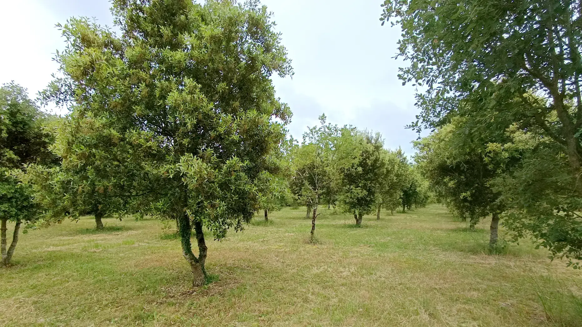 La truffière