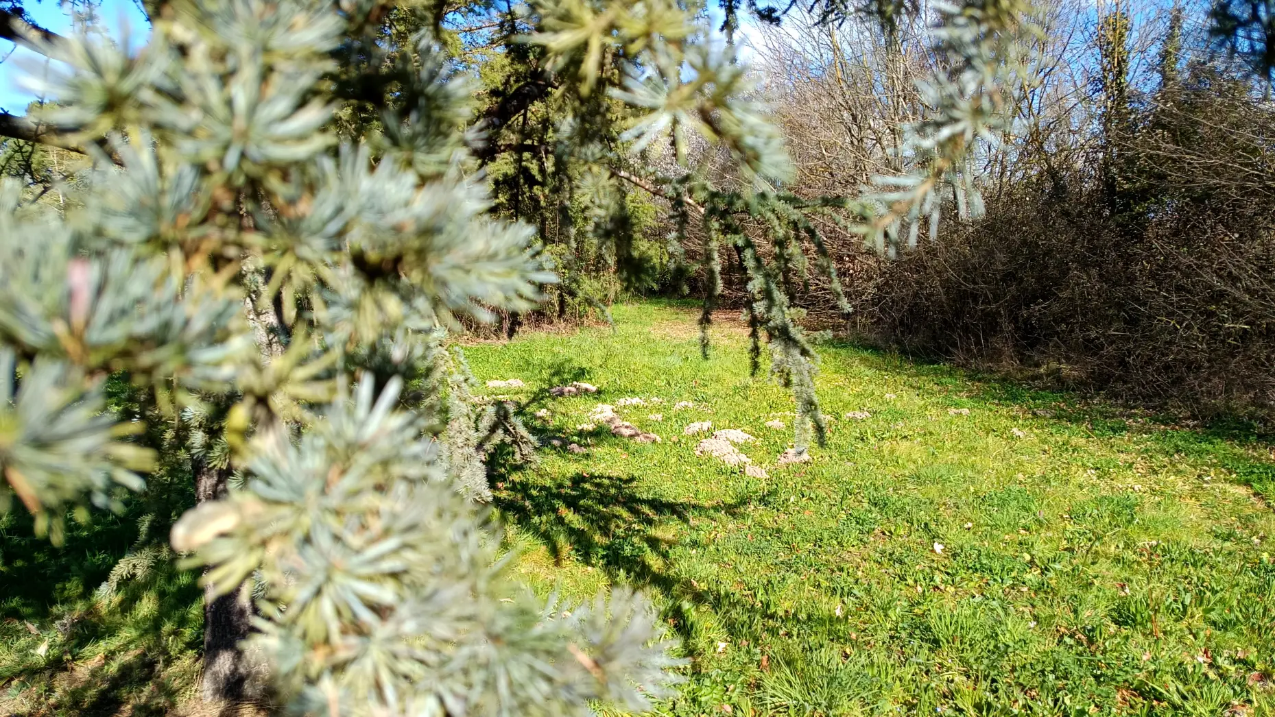 Le bois des garrigues